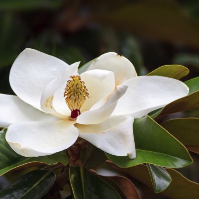 The Mississippi state flower, the Magnolia