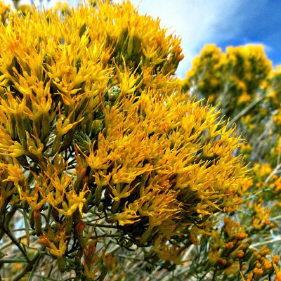 The Nevada state flower, the Sagebrush
