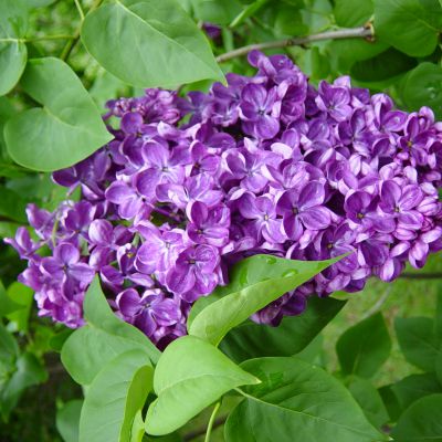 The New Hampshire state flower, the Purple Lilac