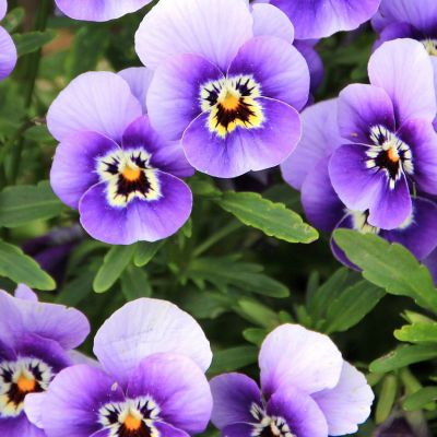 The New Jersey state flower, the Violet