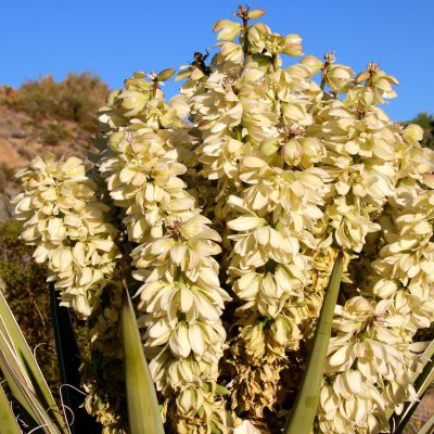 The New Mexico state flower, the Yucca Flower