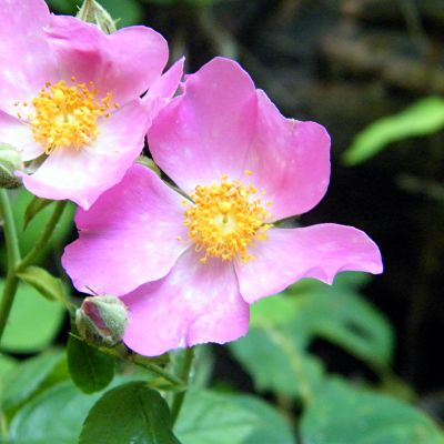 The North Dakota state flower, the Wild Prairie Rose