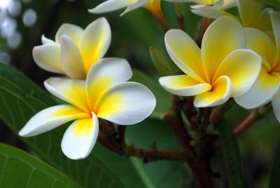 The Northern Mariana Islands state flower, the  Flores Mayo