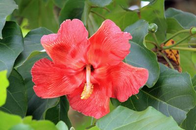 The Puerto Rico state flower, the  Maga