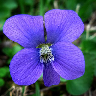 The Rhode Island state flower, the Violet