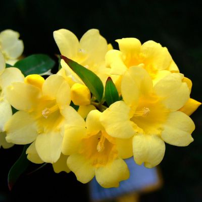 The South Carolina state flower, the Yellow Jessamine