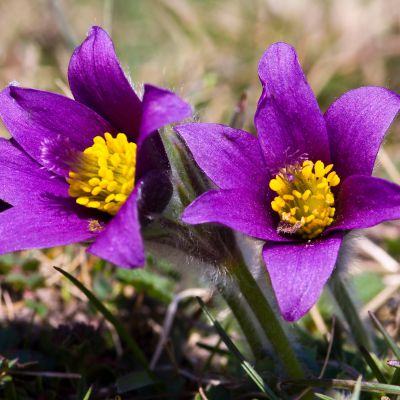 The South Dakota state flower, the Pasque Flower