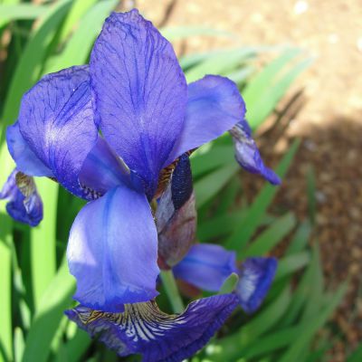 The Tennessee state flower, the Iris