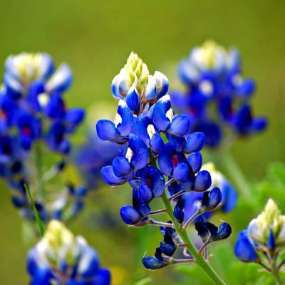 The Texas state flower, the Bluebonnet