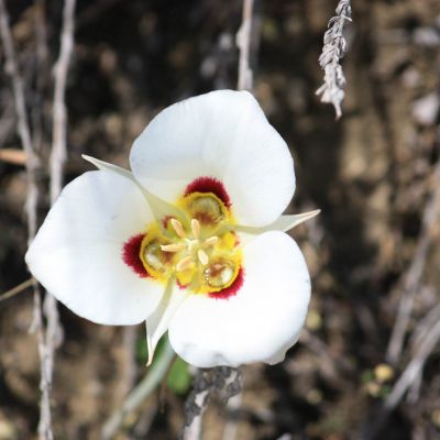 The Utah state flower, the Sego Lily