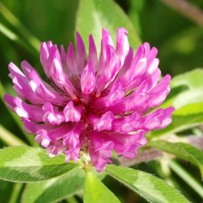 The Vermont state flower, the Red Clover