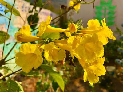 The Virgin Islands, U.S. state flower, the  Yellow Elder