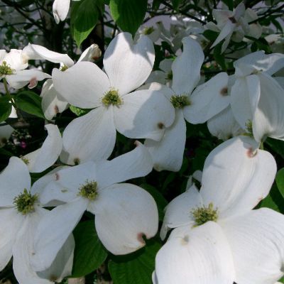 The Virginia state flower, the American Dogwood