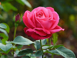 The Washington DC Flower, the American Beauty Rose