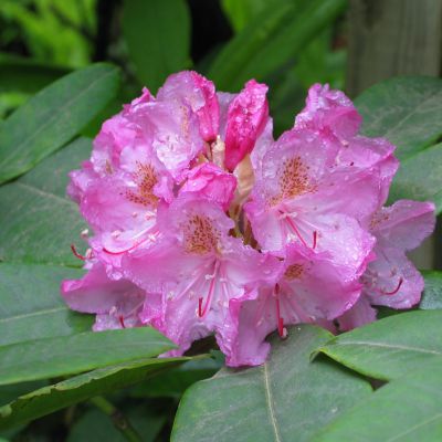 The Washington state flower, the Coast Rhododendron