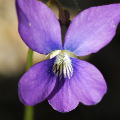 The Wisconsin state flower, the Wood Violet